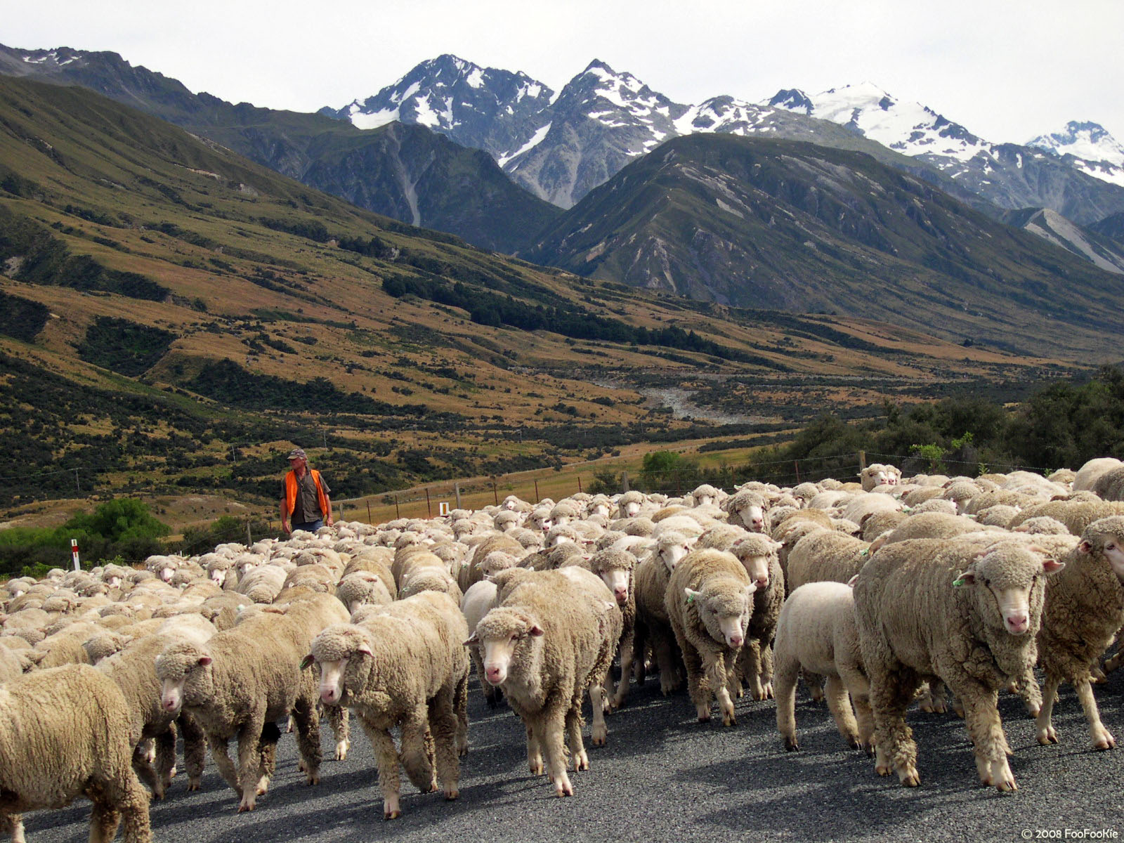 Животноводство мексики. Овцеводство Уэльс. Овцеводство Чили. Пастбищное овцеводство Австралии. Овцеводство Аргентины.